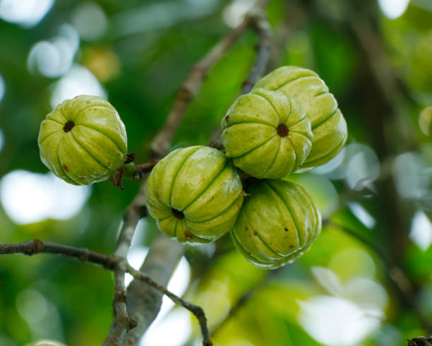 Garcinia Cambogia