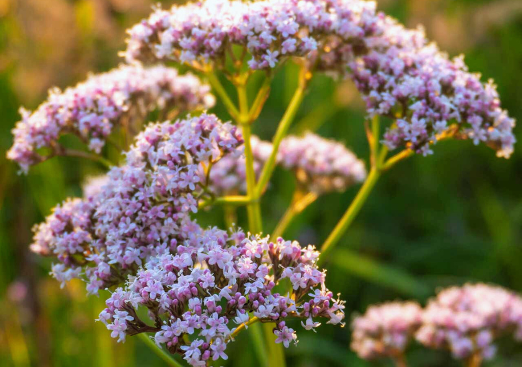Valeriana